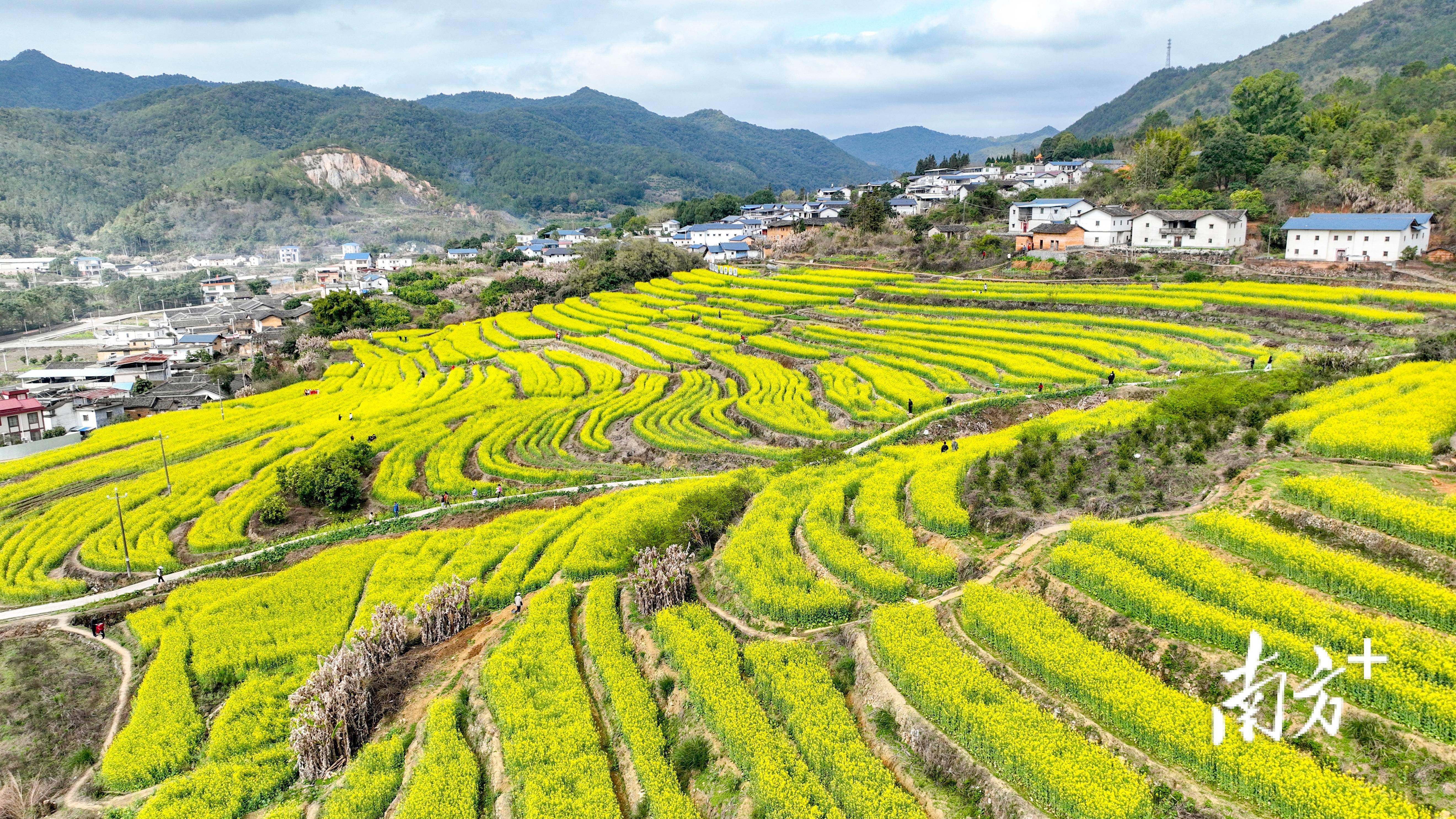 美了醉了!蕉岭蓝坊高思村百年梯田开"金"花