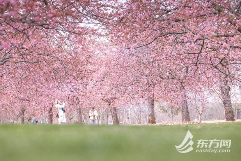 辰山植物园河津樱大道渐入佳期,开花量已超三成_樱花_品种_气温