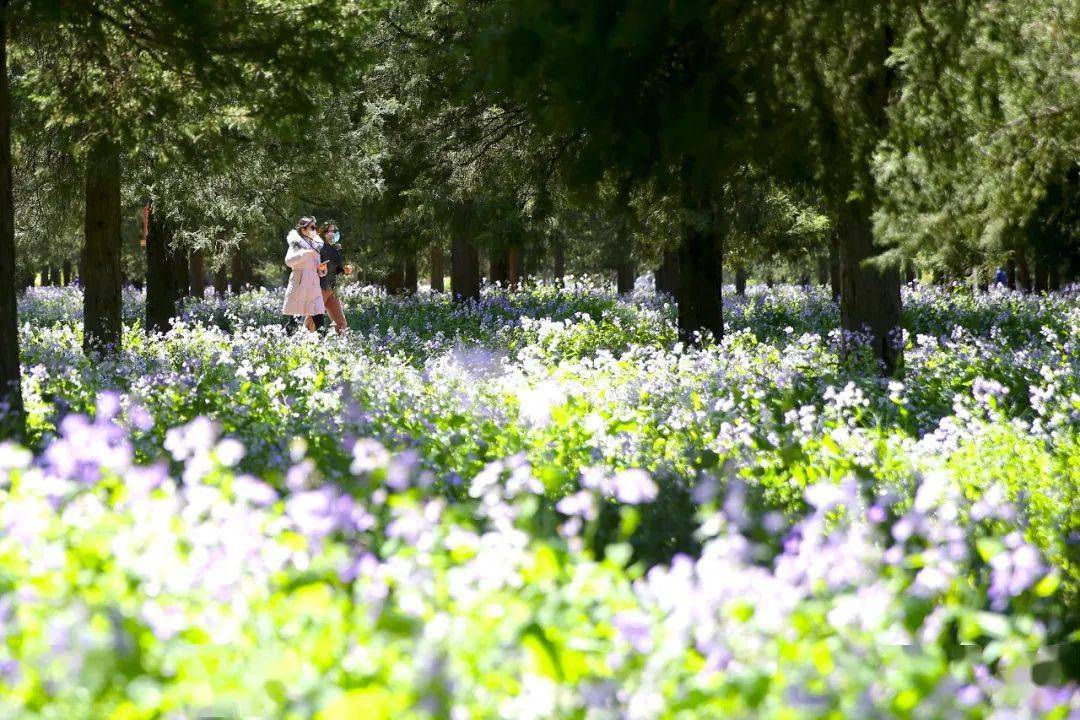 图虫创意)牡丹92花期:4月中旬-5月下旬94推荐赏花地:国家植物园