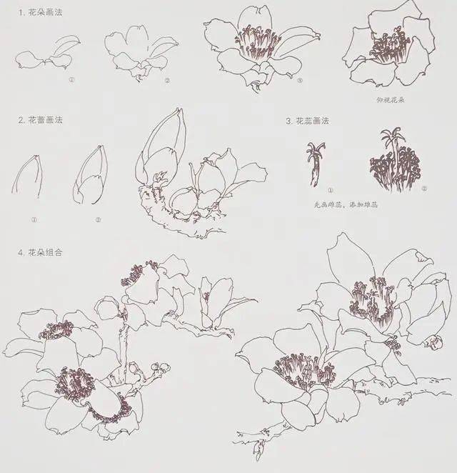 木棉花的画法教程简单图片