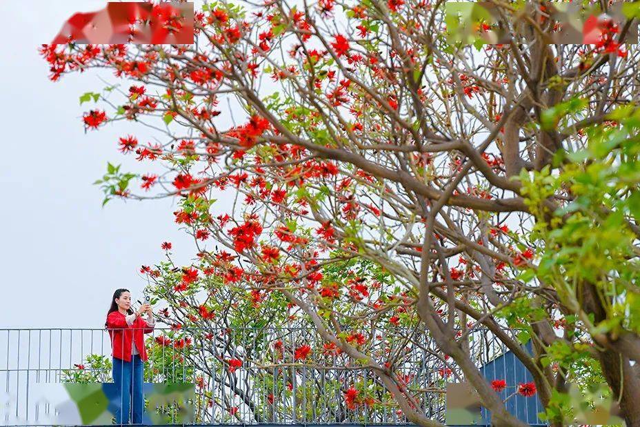 因为一棵树,记住一座城_刺桐_泉州_公园