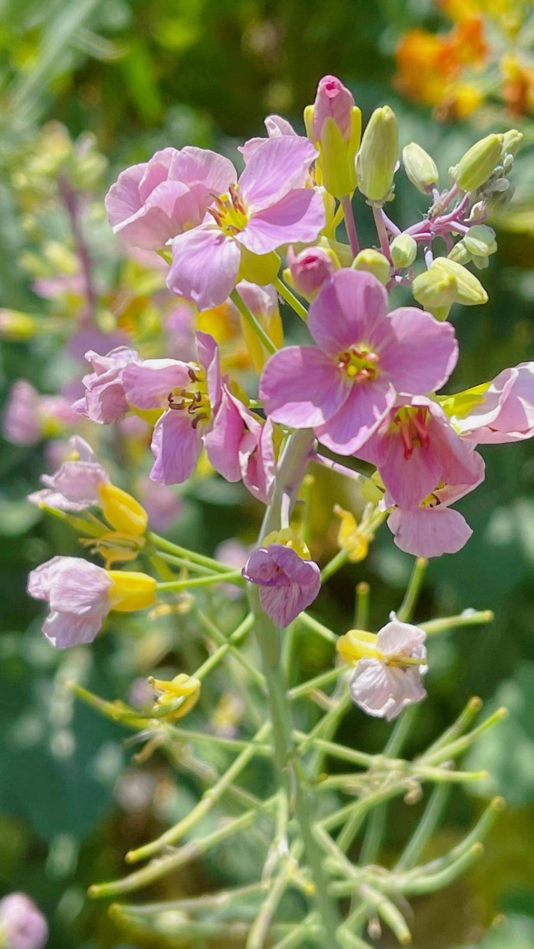 油菜花颜色气味图片