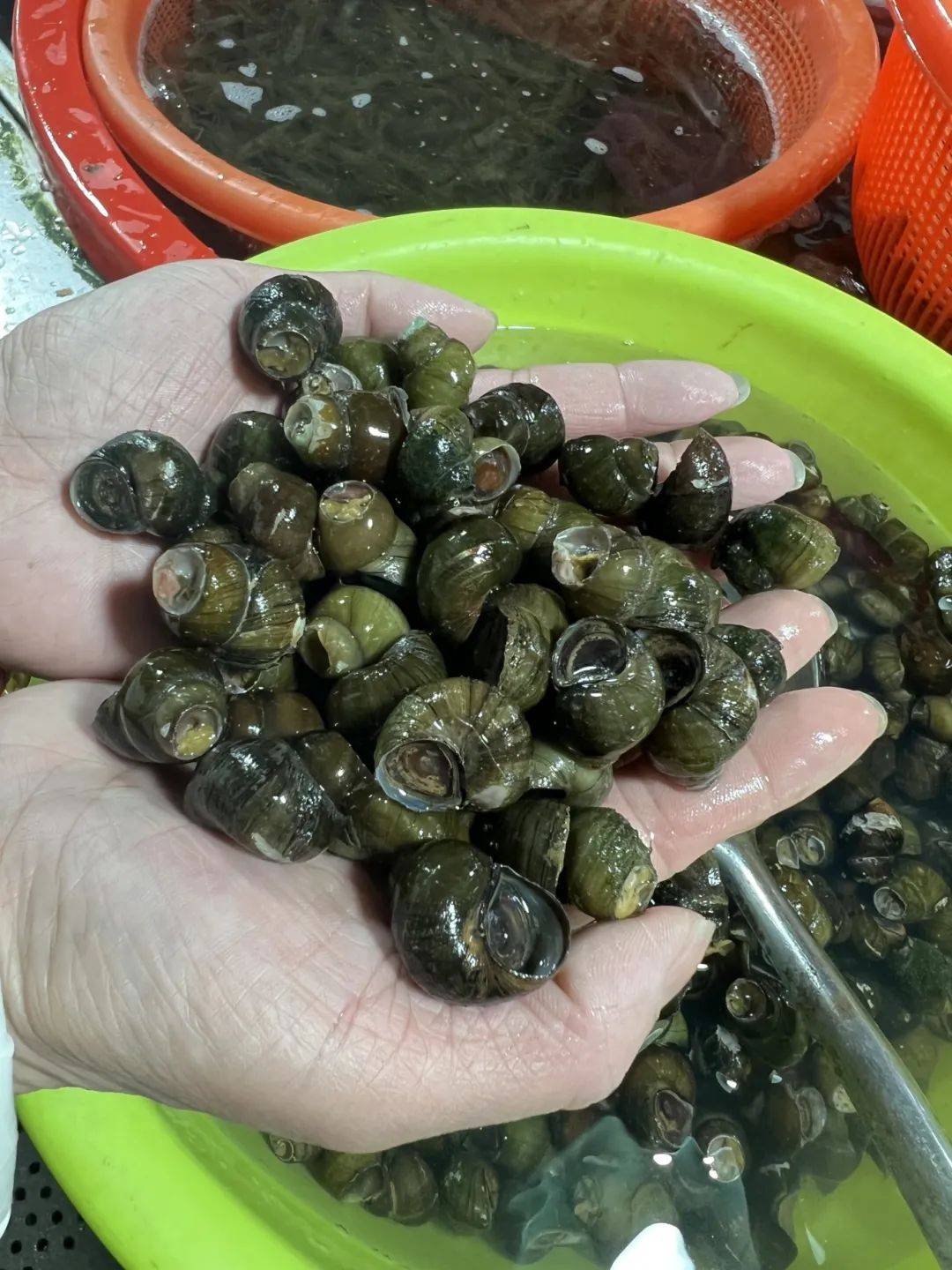 大量上市吴江人的心头好