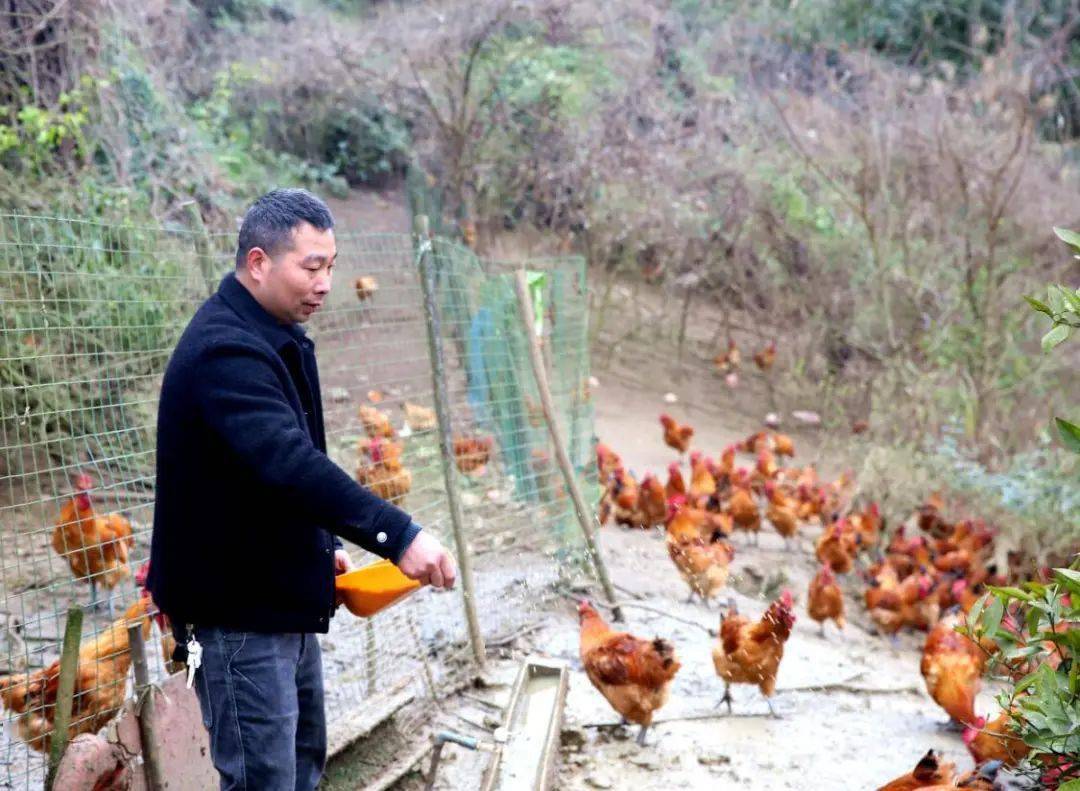 咱们村的"ceo" | 吴超:生态养鸡"啄"出致富路_养殖_发展_村民