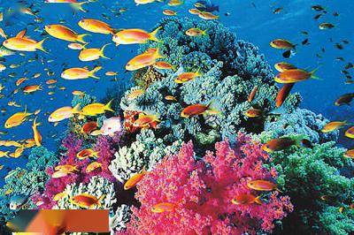 在各种动画,书籍等作品中,我们或多或少接触,听说过珊瑚,其千姿百态