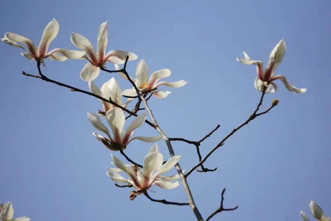 周末去哪玩 | 望春玉兰再报"春"信,打卡点位奉上→_地址_小叶子_共青