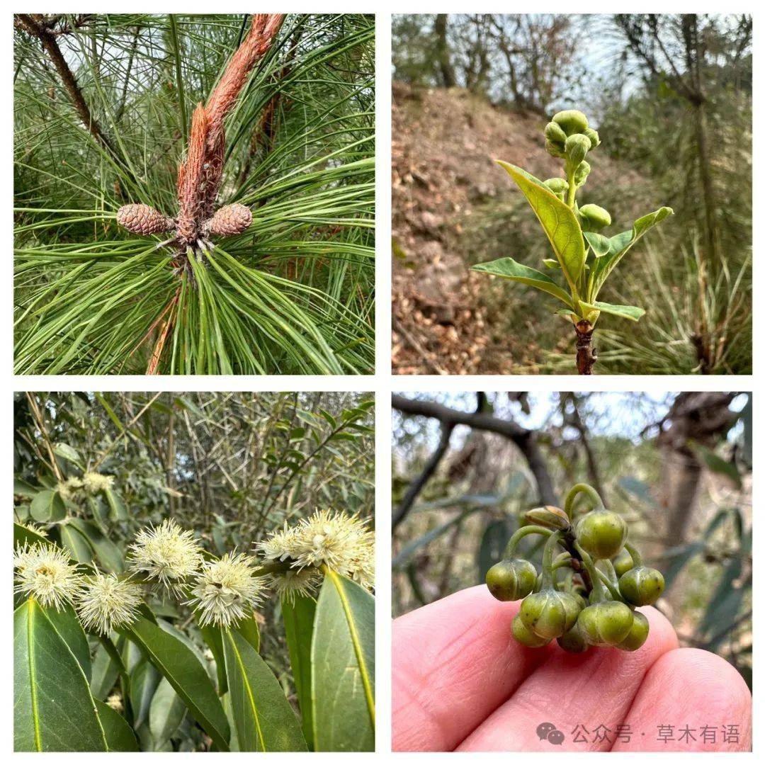 一路上山鸡椒,白鹃梅,马尾松都顶着一树即将绽放的花苞,盐肤木的种子