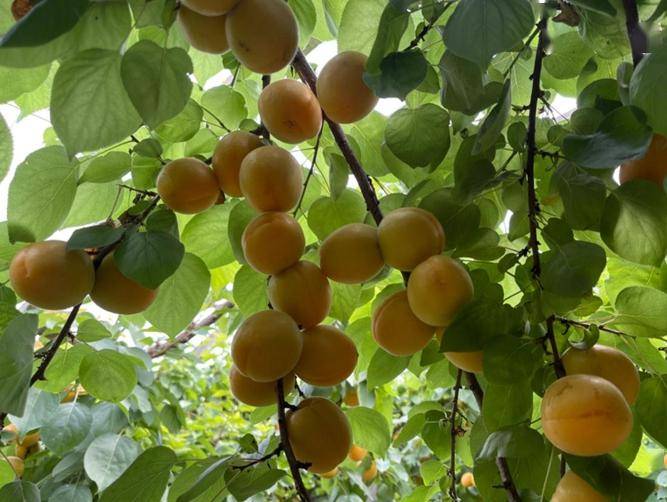 新品种杏种植产业,村里大多数农户都种植了杏树,村里200多亩的凯特杏