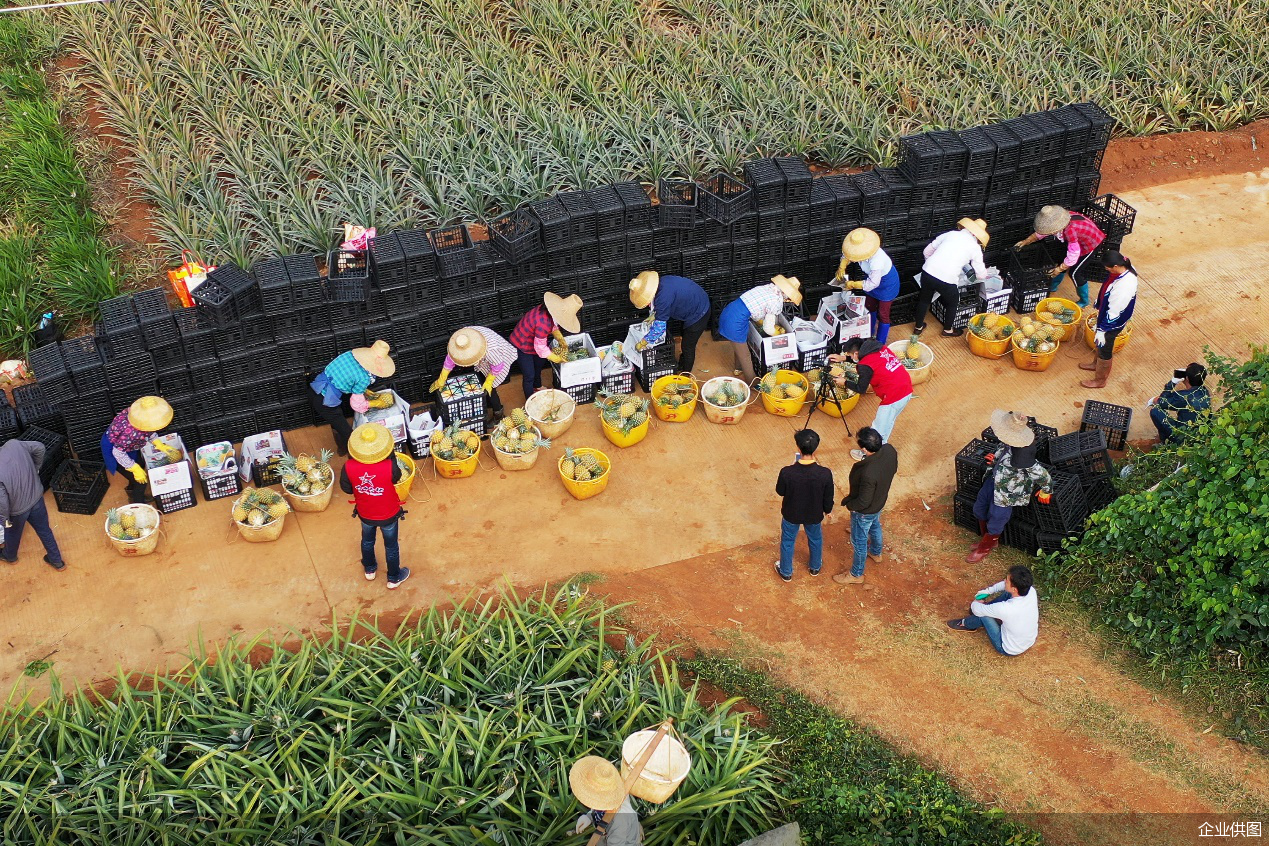 徐闻县还紧跟数字化浪潮,推出了ai菠萝君,希望在数据成为新农资,手机