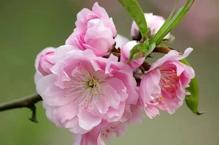 推荐观赏地:北宫森林公园彩叶坪及药王谷,莲花池公园北广场,丰台花园