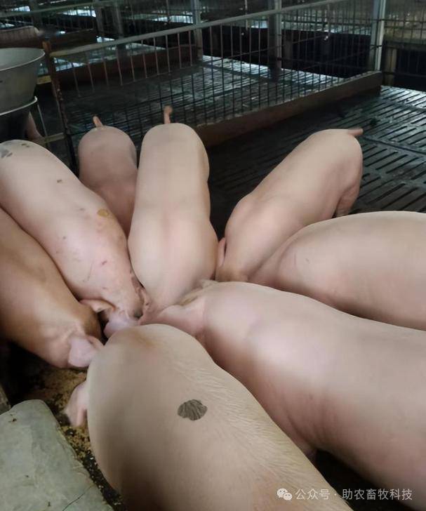 钦州灵山县马老板给大家分享他的养猪经验_猪瘟_从业者_养猪人