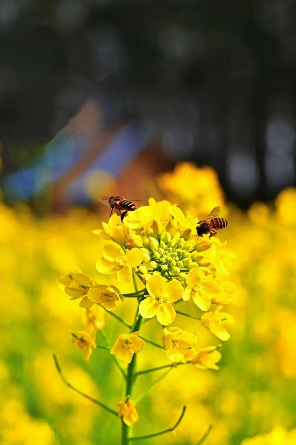 广西宾阳古辣油菜花图片