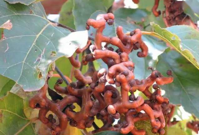 吃过15种以上的是山精!_味道_果实_野果