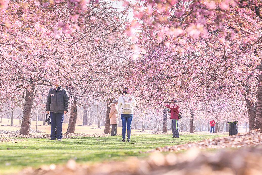 周末放晴,上海辰山植物园樱花进入最佳观赏期