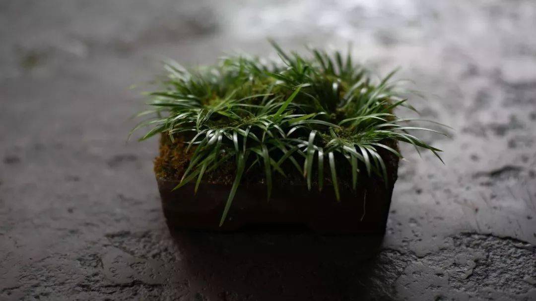 王大蒙专访实录_菖蒲_生活空间_石头