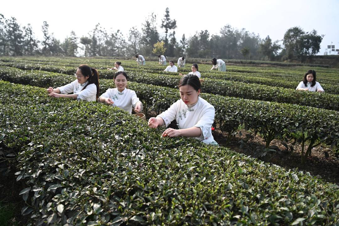 荣县双古镇旅游图片