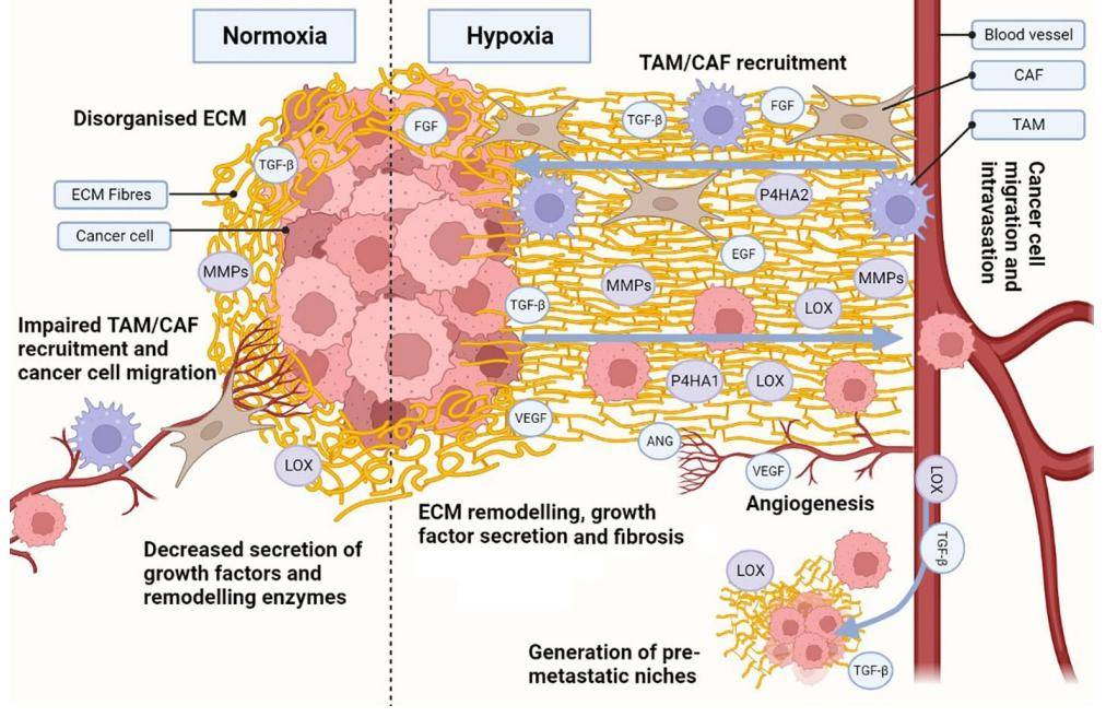 了解缺氧肿瘤微环境