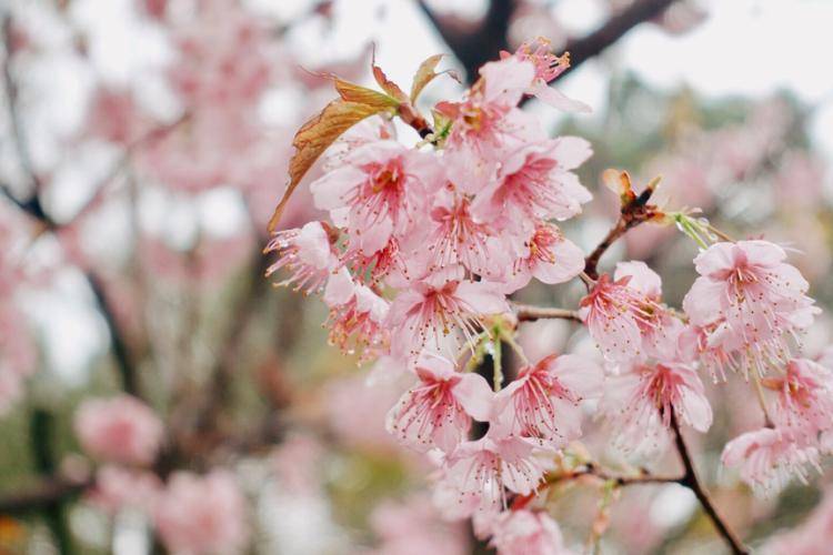 绝美樱花季上线啦武汉殿堂级赏樱去处一次看遍全世界樱花品种061698