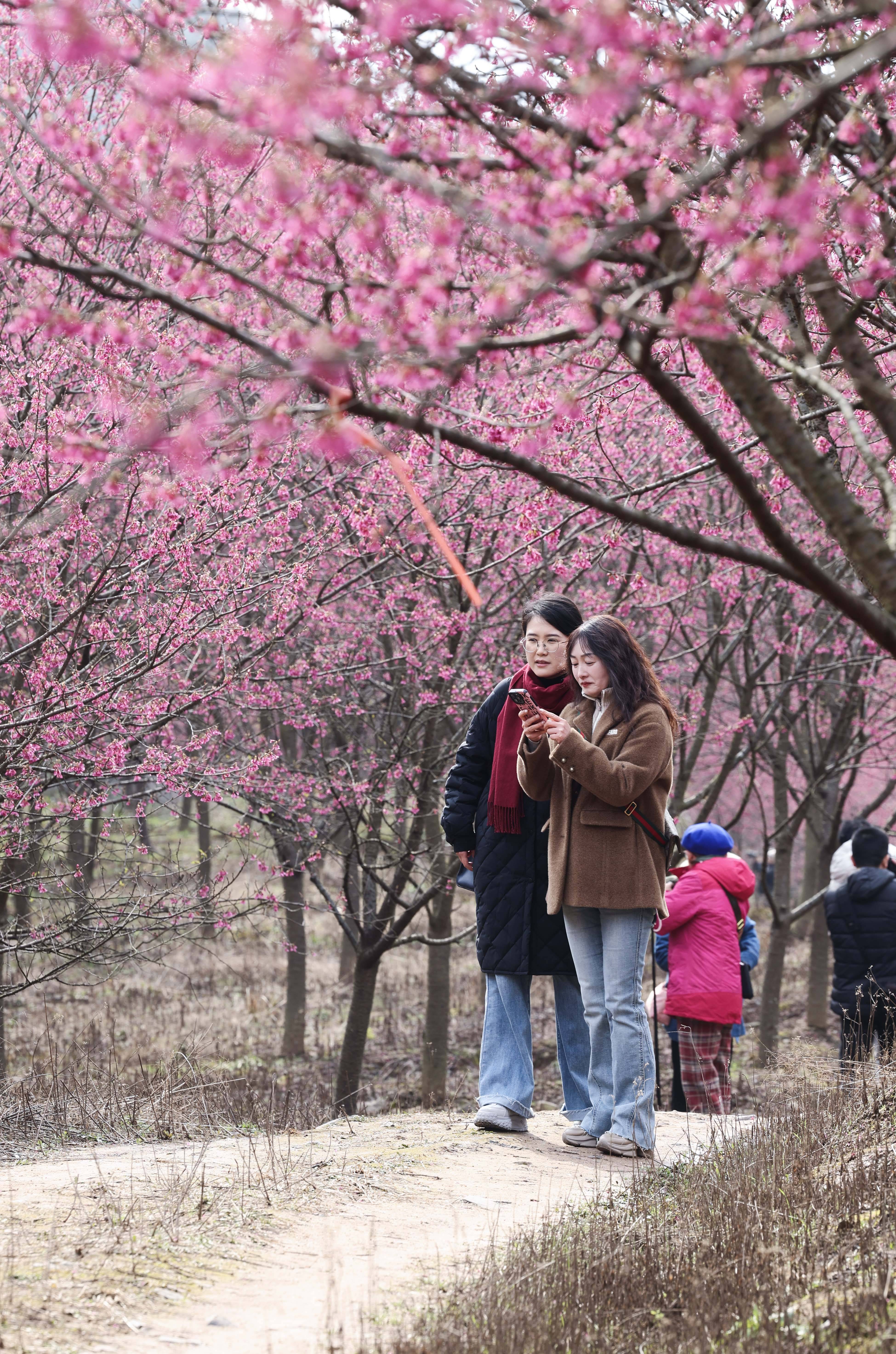 米积村樱花图片