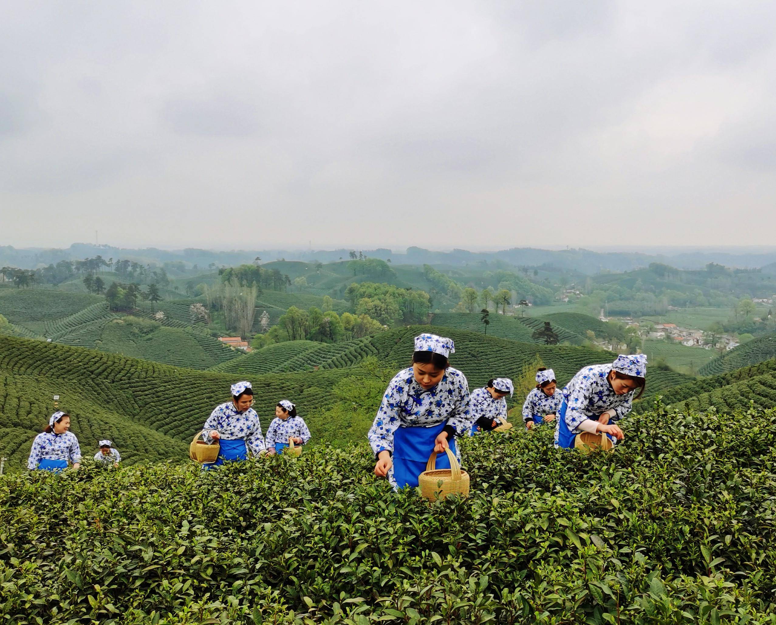 信阳云雾山茶场图片