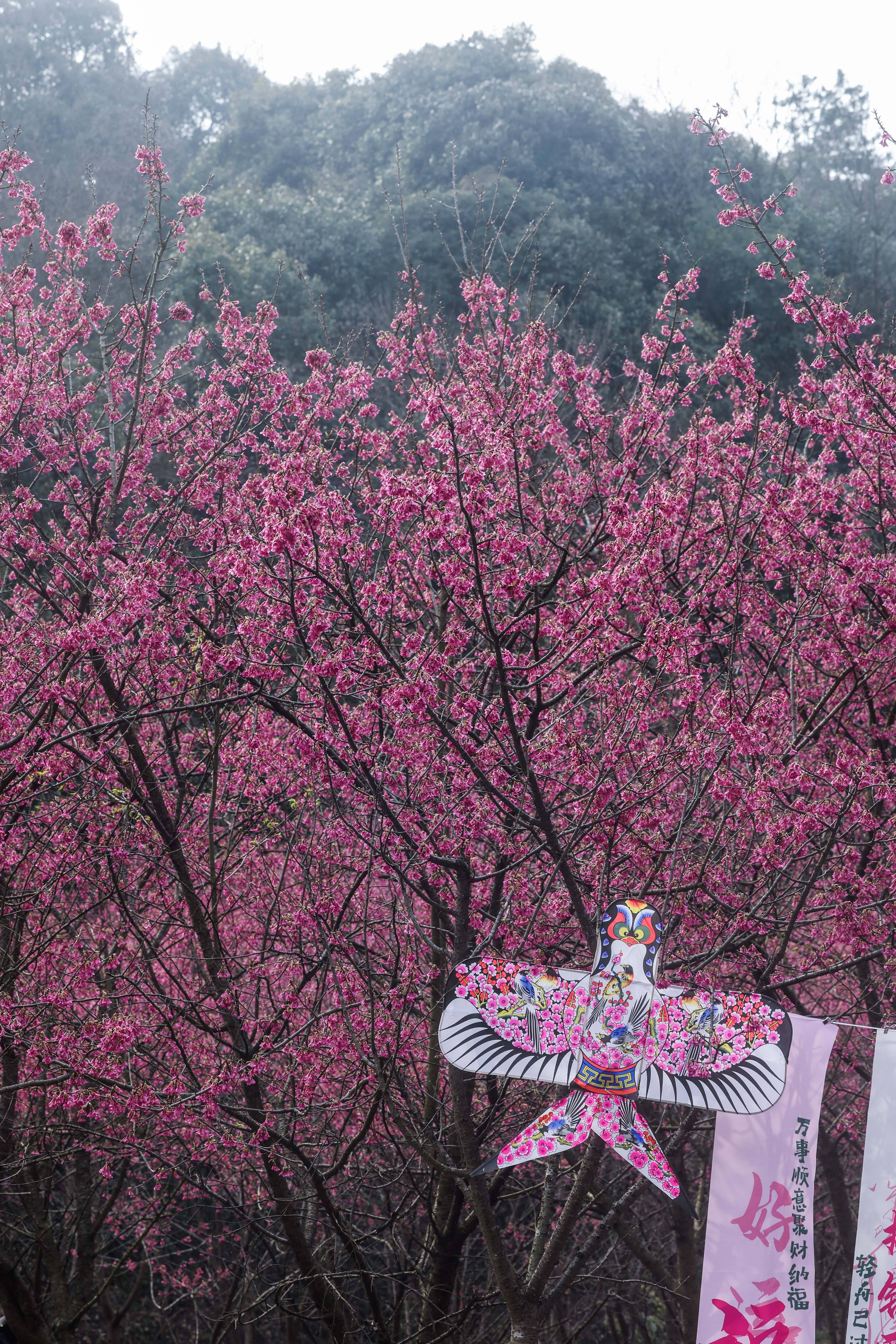 米积村樱花图片