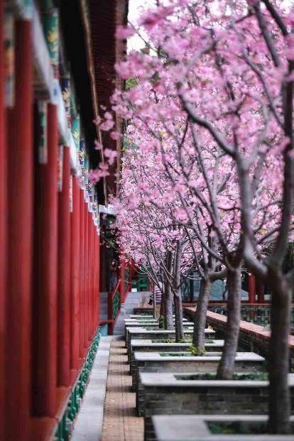 共赴樱花之约宝墨园汉风古韵樱花节3月9日开幕
