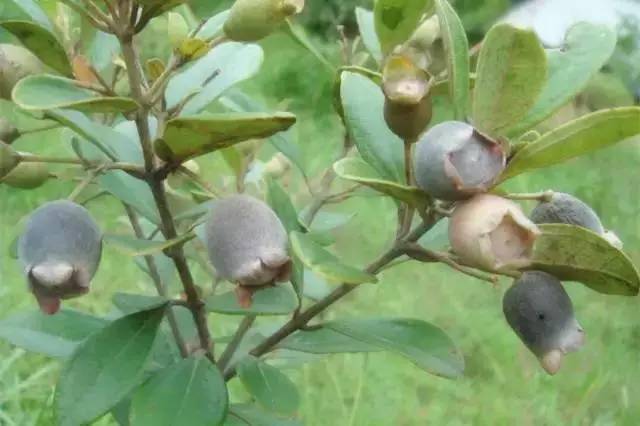 吃过15种以上的是山精!_味道_果实_野果