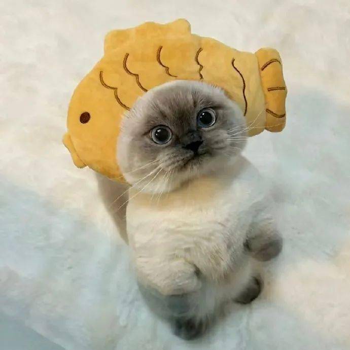 头像| 绸鱼烧小猫 .3567.35 676767_男女_来自_网络