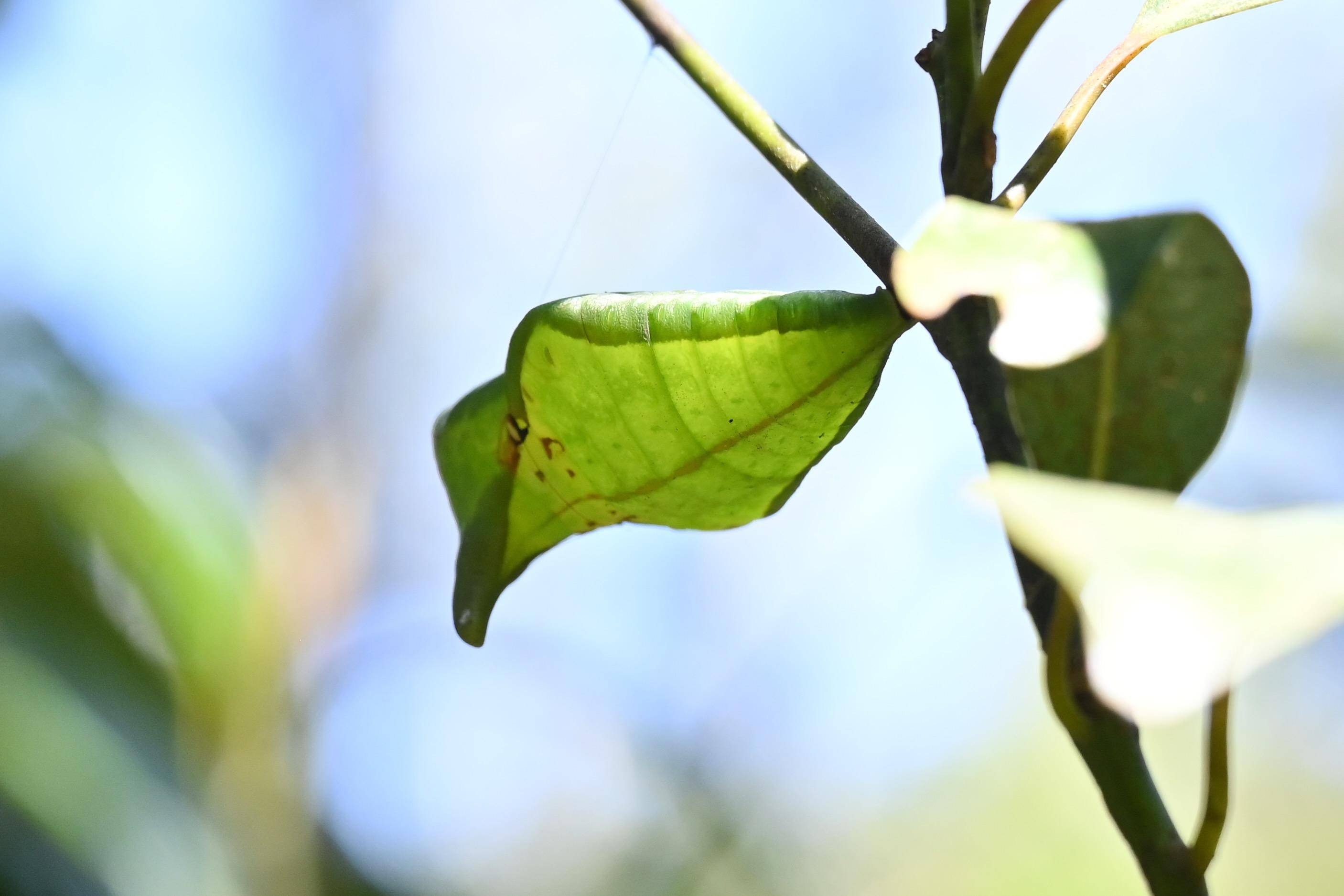 新华全媒丨福建记录并发布蝶中皇后金斑喙凤蝶完整生活史