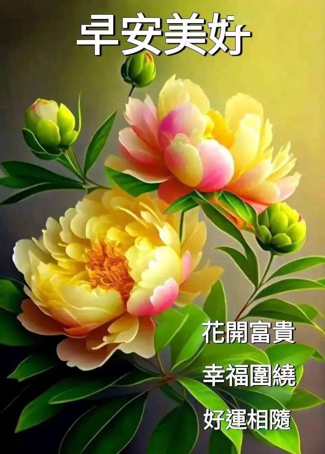 祝福花卉大全图片图片