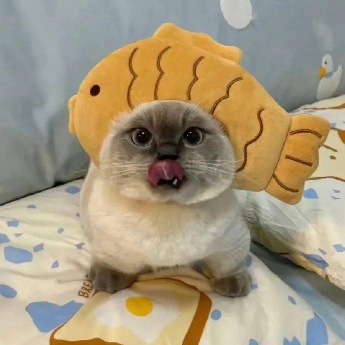 头像| 绸鱼烧小猫 .3567.35 676767_男女_来自_网络