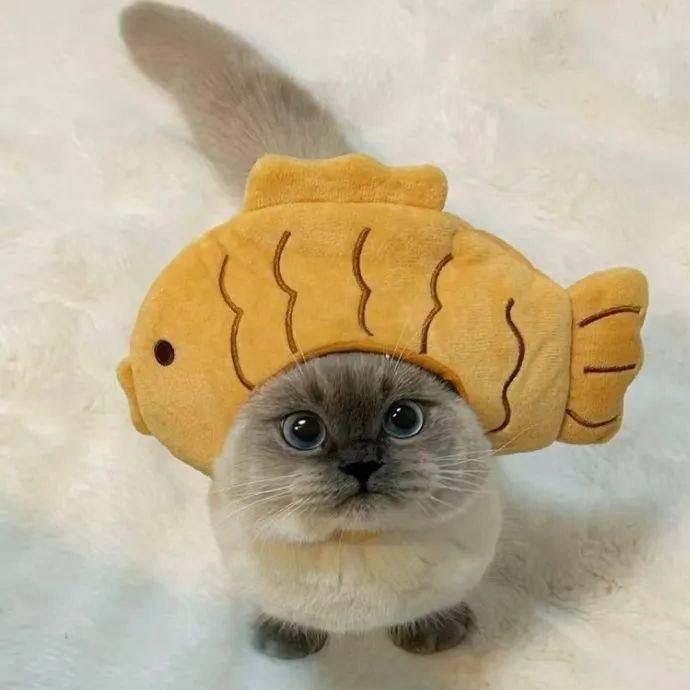 头像| 绸鱼烧小猫 .3567.35 676767_男女_来自_网络