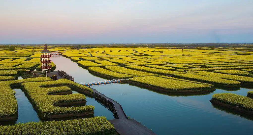 上春山哎22傍春水呦22_泰州_油菜花_溱湖