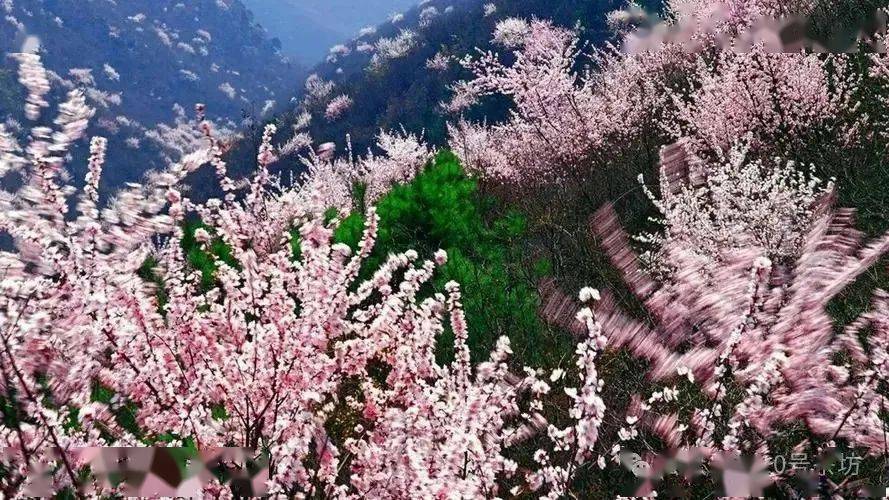 山花烂漫正逢春‖ 梁爽(四川)_生命_山村_诗歌