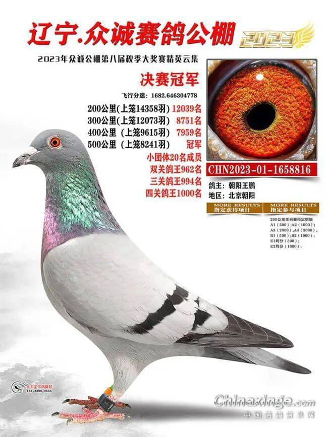 黑龙江伟路赛鸽公棚2023年收鸽17248羽,资格赛上笼14141羽,决赛上笼