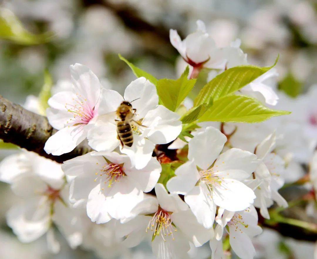 红安要让你舍不得眨眼_梨花_art_spring