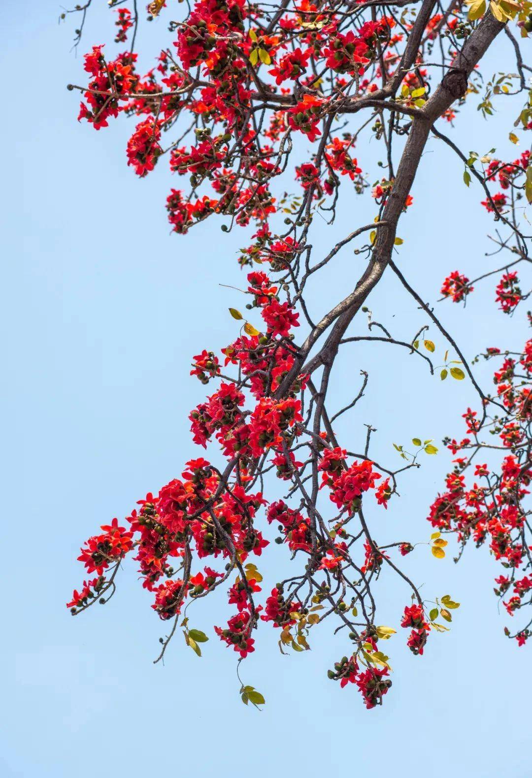 用语文课本封面打开南海"花花世界"→_公园_花海_西樵