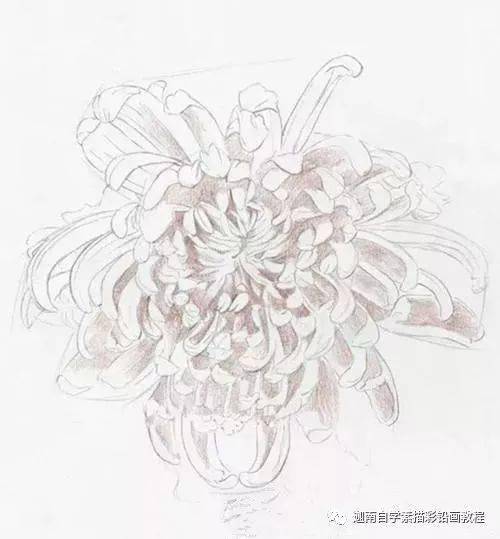 花瓣_颜色_菊花