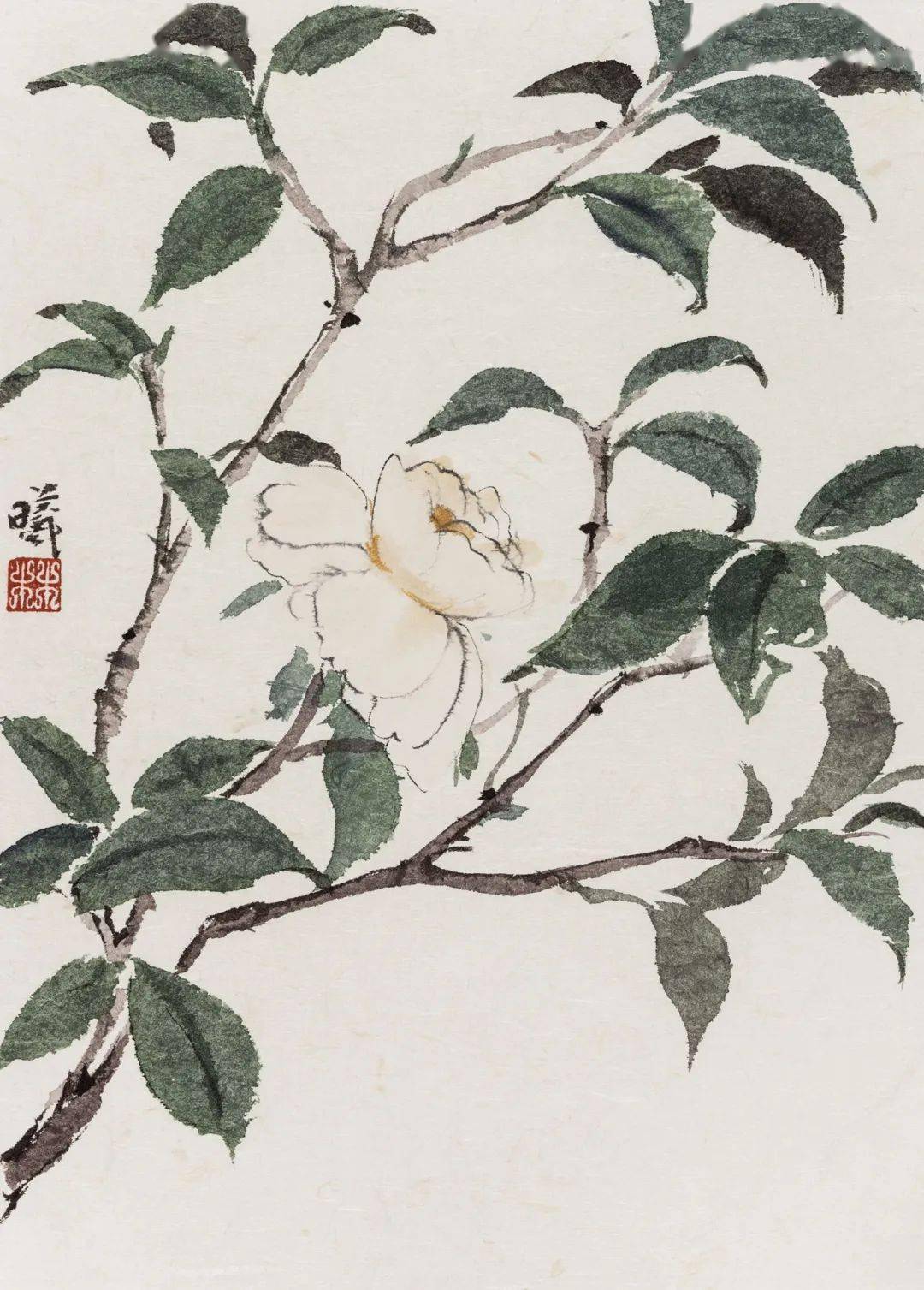 林曦的画 | 共赏山茶,良辰久长_花朵_先生_重庆人