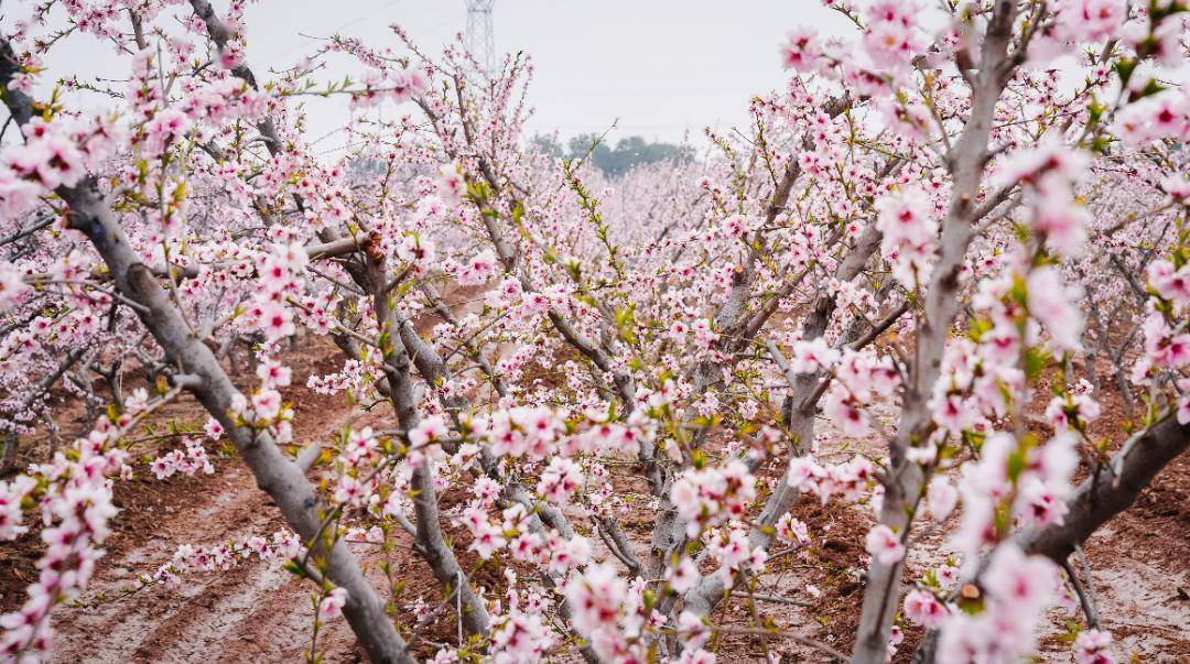 3月,白鹿村各桃花园内的桃花将相继开放,一座座桃园相连,形成大面积的