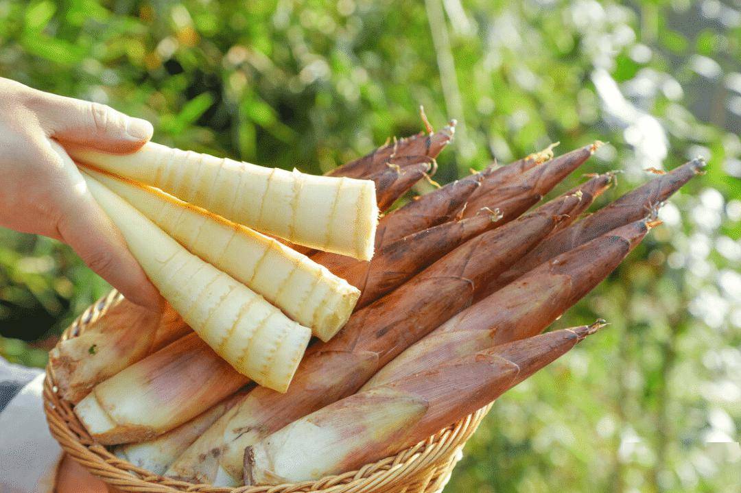 惊蛰到!春雷惊醒万物,桃花灼灼,黄鹂啼鸣_人们_时节_春笋