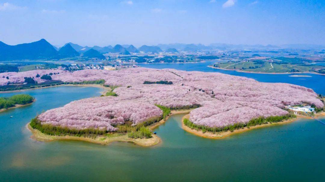 贵安樱花园最全交通攻略来啦!_大道_停车区_游客