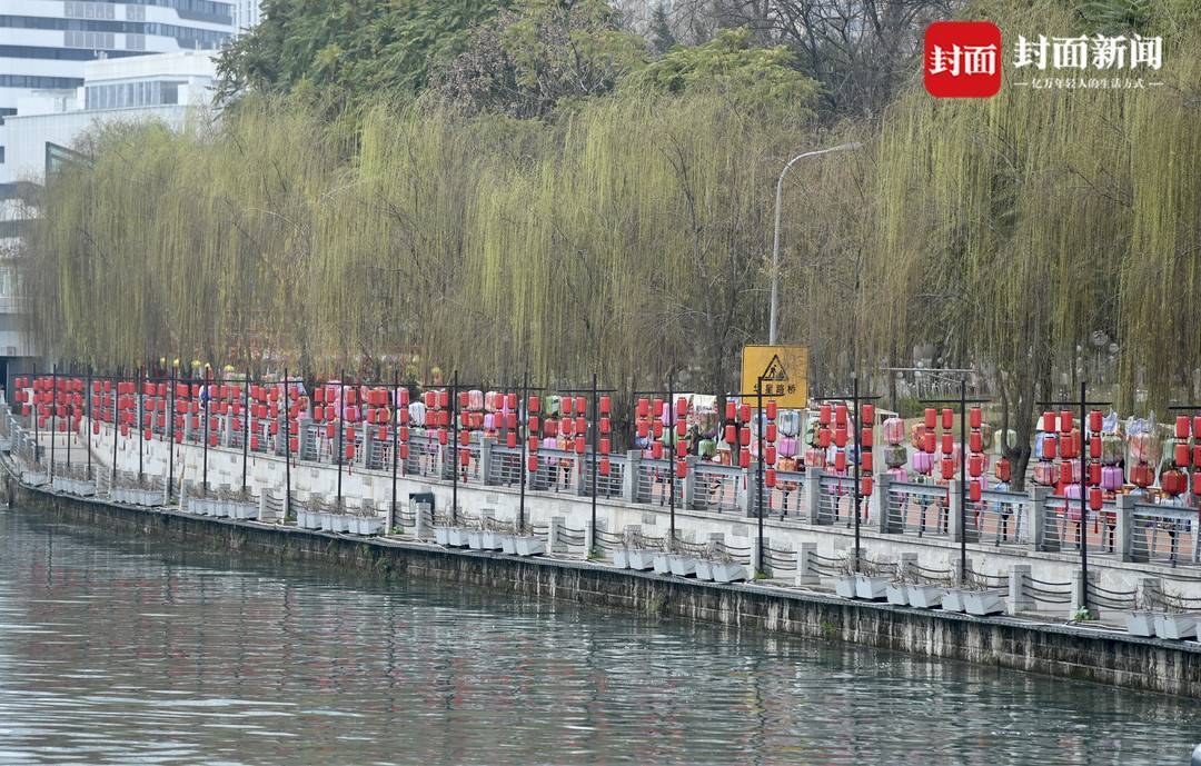 成都锦江边柳树吐新绿｜图集