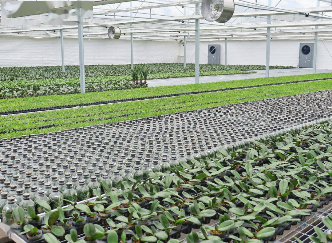 特色花卉产业 助力乡村振兴_技术_养殖_生产