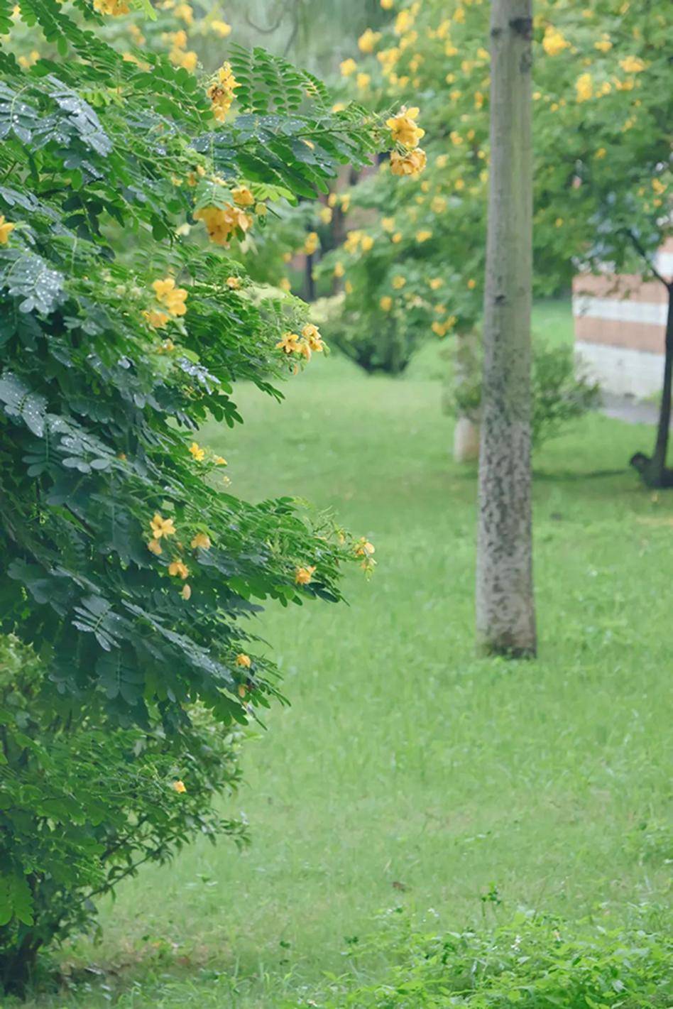 花草树木风景图片大全图片