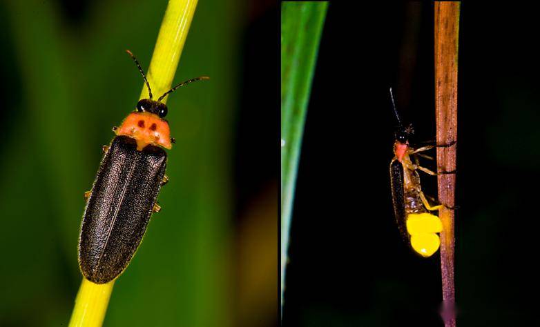 "丛林小精灵"萤火虫发光奥秘被中国科学家破解!