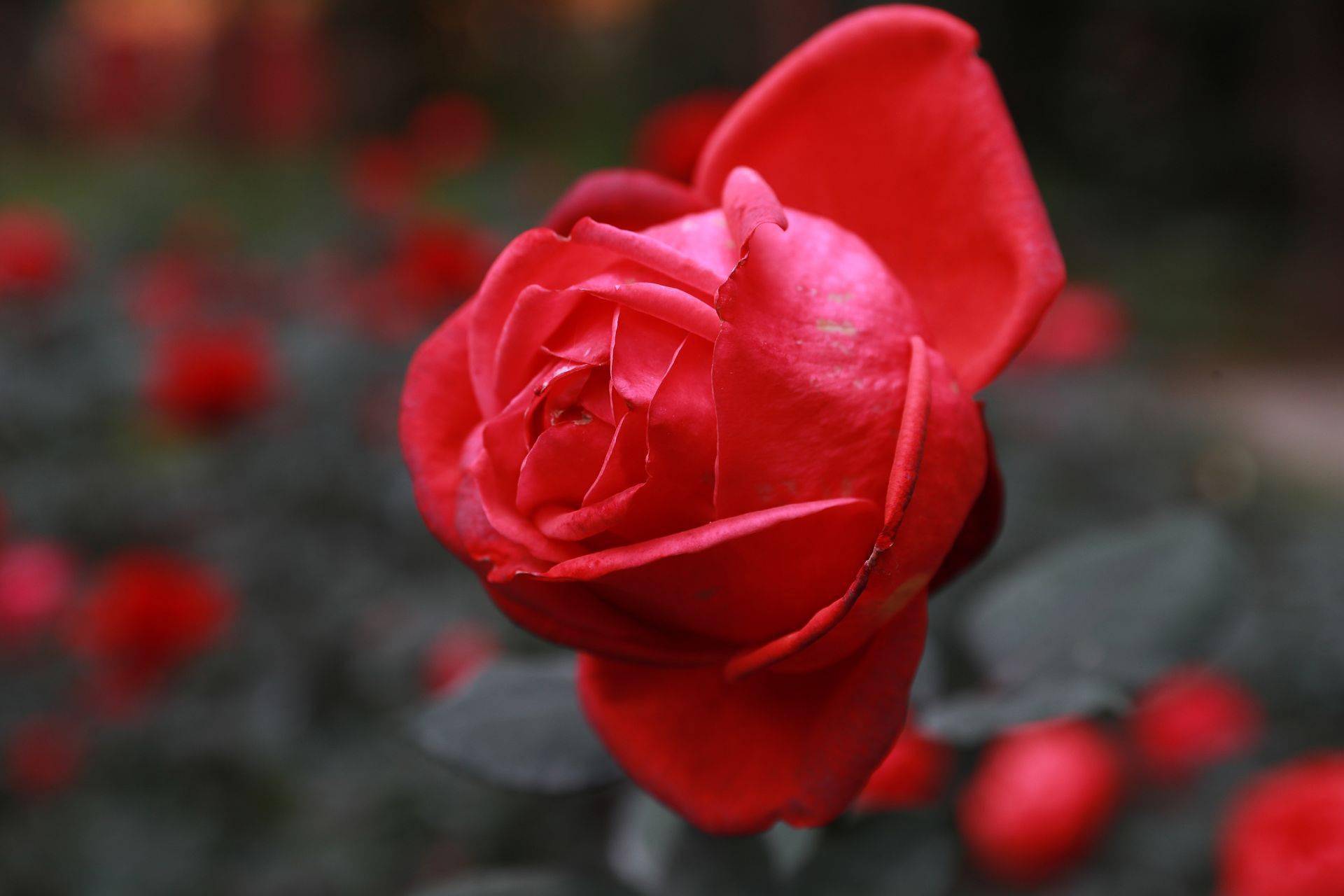 五园联动2024深圳月季赏邀您邂逅浪漫