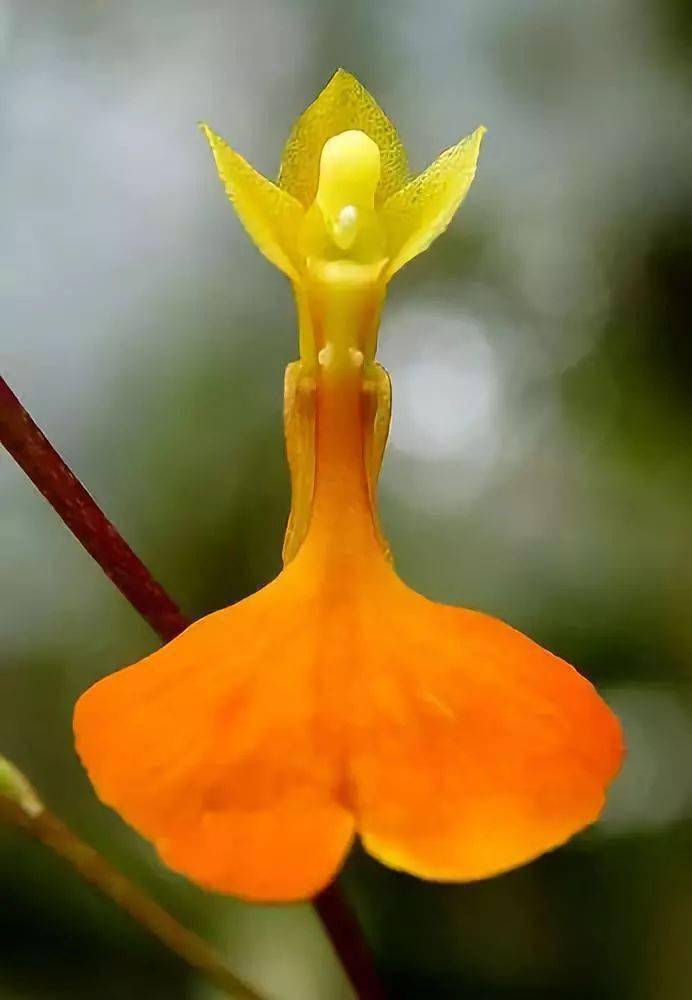 奇花异卉,罕见!