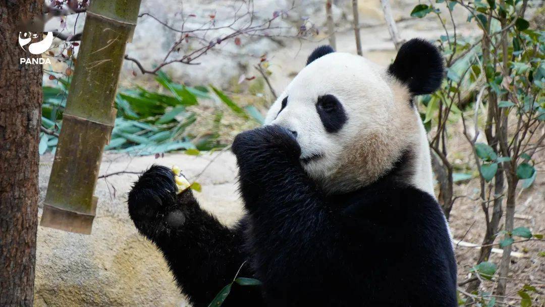 电脑壁纸已送达大熊猫含量100