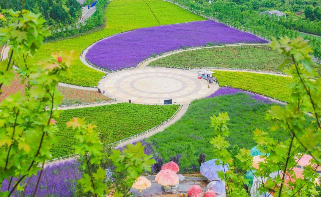 番禺油菜花景点图片